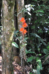 Columnea arguta