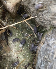Armadillidium vulgare
