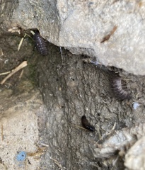 Armadillidium vulgare