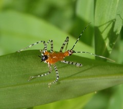 Pselliopus cinctus