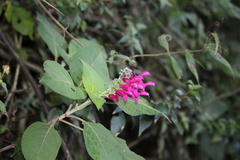 Salvia tortuosa