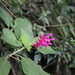 Salvia tortuosa - Photo (c) J. Burke Korol, some rights reserved (CC BY-NC), uploaded by J. Burke Korol