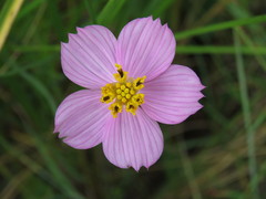 Cosmos landii
