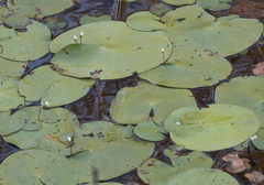 Nymphoides indica