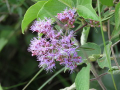 Chromolaena pulchella