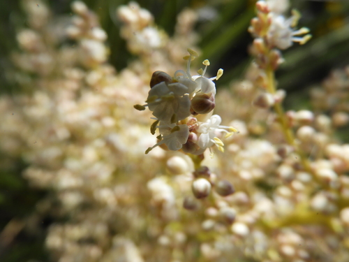 Nolina cespitifera