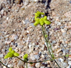 Eriogonum pusillum