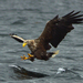 Hawks, Eagles, Kites, and Allies - Photo (c) Jacob Spinks, some rights reserved (CC BY)