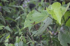 Crocomela erectistria