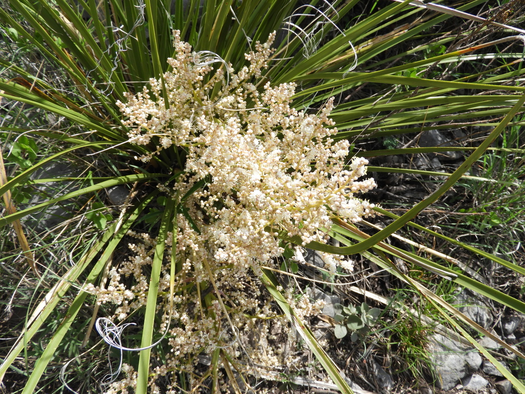 Cortadillo