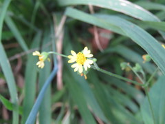 Trigonospermum annuum