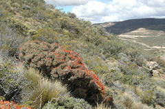 Anarthrophyllum desideratum