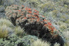 Anarthrophyllum desideratum