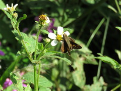 Lon melane vitellina