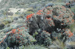 Anarthrophyllum desideratum