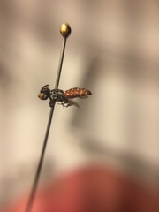 Holcopasites calliopsidis