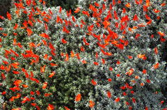Anarthrophyllum desideratum