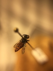 Holcopasites calliopsidis