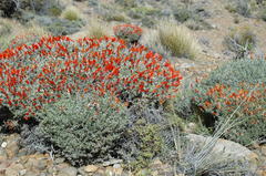 Anarthrophyllum desideratum