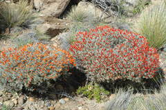 Anarthrophyllum desideratum