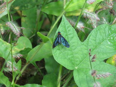 Cyananthrax cyanopterus