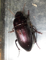 Harpalus katiae