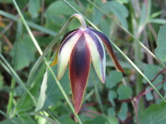 Calochortus purpureus