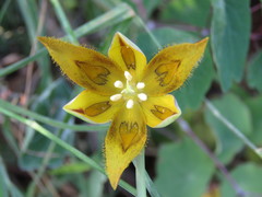 Calochortus purpureus