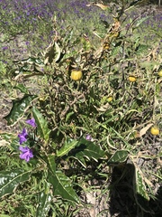 Solanum cinereum