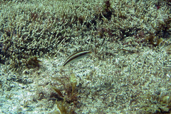 Stethojulis interrupta