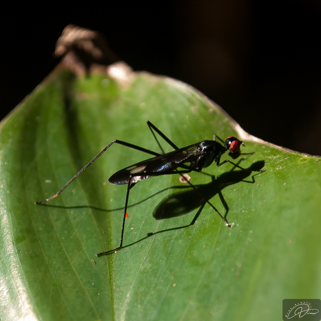 Cliobata