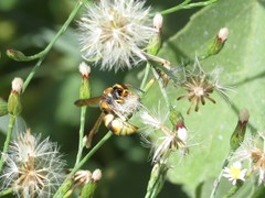 Euodynerus hidalgo viereckii