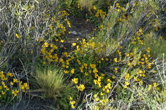 Calceolaria polyrhiza