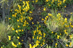 Calceolaria polyrhiza