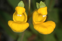 Calceolaria polyrhiza