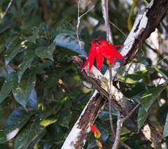 Passiflora quadriglandulosa