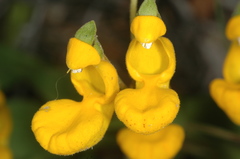 Calceolaria polyrhiza
