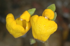 Calceolaria polyrhiza