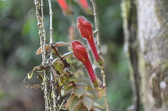 Columnea arguta