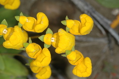 Calceolaria polyrhiza