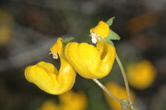 Calceolaria polyrhiza
