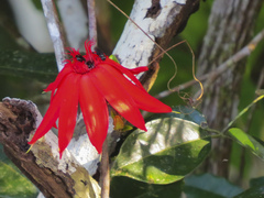Passiflora quadriglandulosa