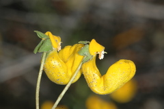 Calceolaria polyrhiza