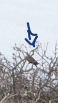 Mimus parvulus