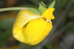 Calceolaria polyrhiza