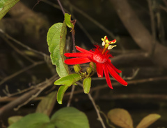 Passiflora quadriglandulosa