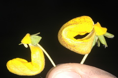 Calceolaria polyrhiza
