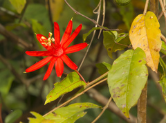 Passiflora quadriglandulosa