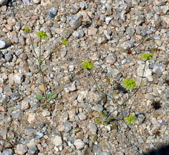 Eriogonum pusillum