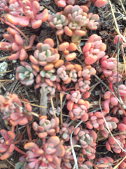Sedum obtusatum